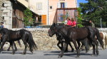 ﻿Cria de cavalls a Dorres
